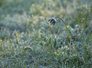 Rosa_v_Drskovskem_Branko Česnik
